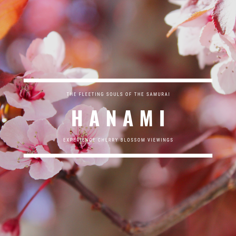 hanami 1